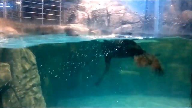 Океанариум в "Рио" смотреть онлайн