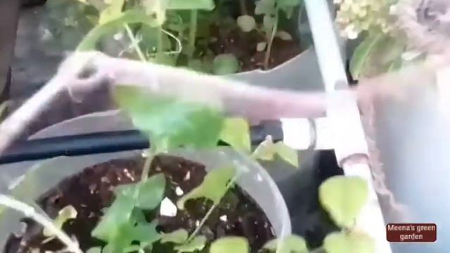 மாடித் தோட்டத்தில் சொட்டு நீர் பாசனம் எளிய முறையில் செய்வது எப்படி. வாங்க பார்க்கலாம் смотреть онлайн