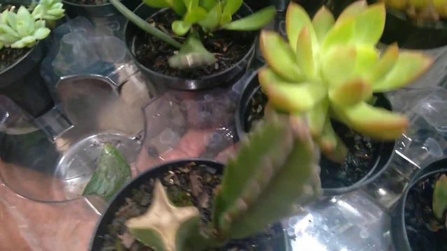 Passeio rapidinho, suculentas à 4,99, tem até cubíc frost!! Confiram.🥰💋 смотреть онлайн