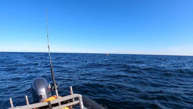 ДАЛЬШЕ В МОРЕ - ТОЛЩЕ РЫБА / FURTHER OUT IN THE SEA-THICKER FISH смотреть онлайн