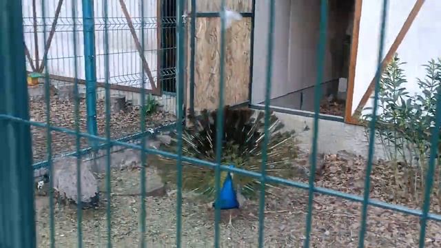 ?КРЫМ.ЯЛТА.?ГДЕ ОТДЫХАЮТ СЛУГИ НАРОДА?!? САНАТОРИЙ "РОССИЯ."ПРИМОРСКИЙ ПЛЯЖ.ПАРК «ЧУКУРЛАР» смотреть онлайн