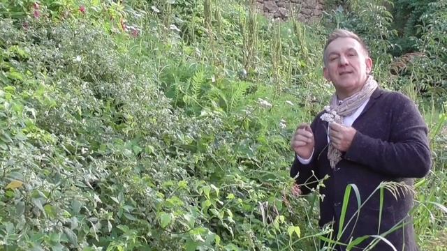 ACHILLEA смотреть онлайн