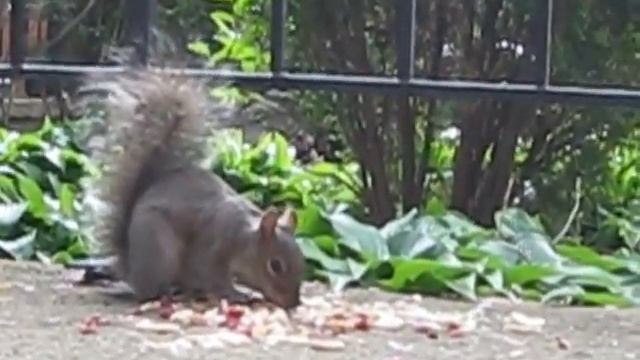 Дворовая белка :) смотреть онлайн