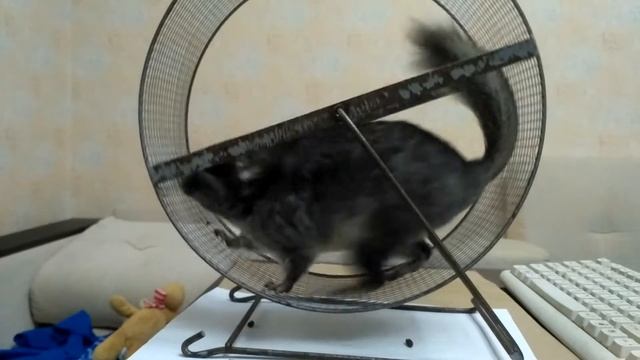 Шиншилла и колесо для грызунов смотреть онлайн