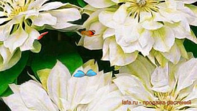 Клематис крупноцветковый Юкиокоши ? клематис Юкиокоши обзор: как сажать саженцы клематиса Юкиокоши смотреть онлайн