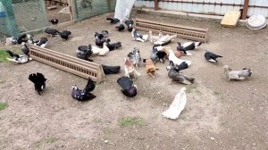 Вечерний подъем голубей на лирической нотке!)) #вертуны #голуби #ТурманыИзмаильские