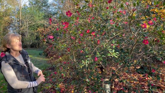 Autumn and Winter Flowering Camellias- The Perfect Plant to Brighten Your Garden! смотреть онлайн