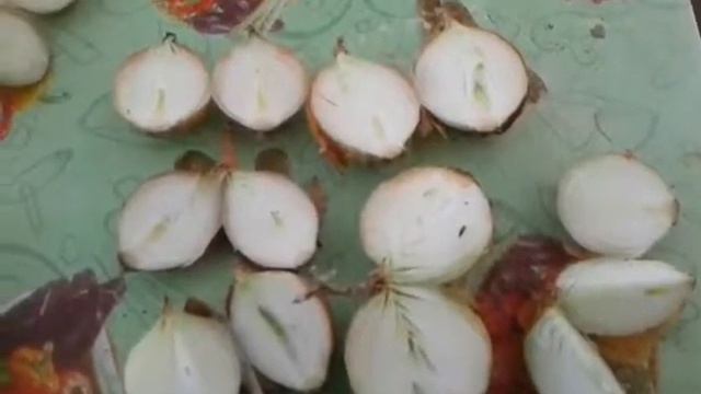 Выгонка лука на зелёное перо. Как правильно разрезать лук что бы выбрать хороший лук. смотреть онлайн