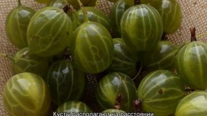 Крыжовник Уральский изумруд — особенности и характеристики кустарника