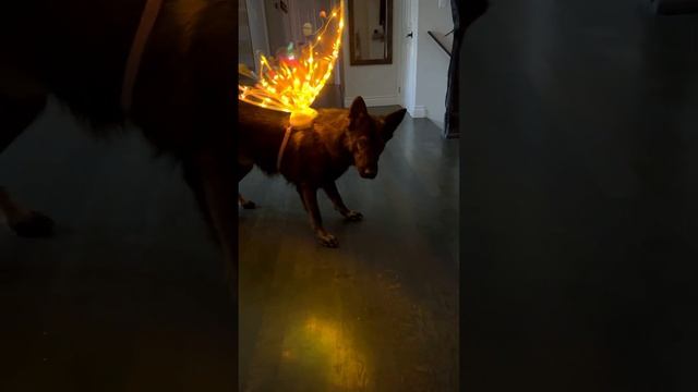 Your very cute fairy dogmother is here to grant you ONE wish смотреть онлайн