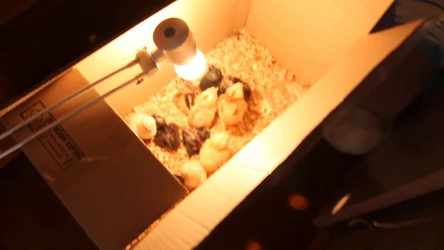 Вывод цыплят после новой схемы инкубации. Тихий ужас! смотреть онлайн