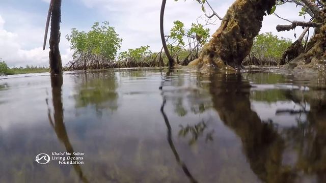 Inside The Mangrove Forest
