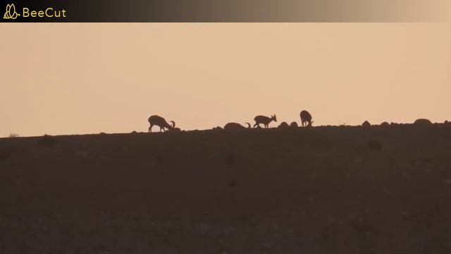 Kol Dodi - Ishay Ribo (Sub Español) смотреть онлайн