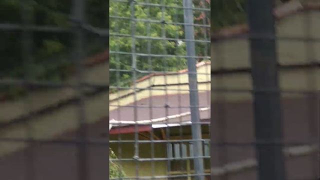Moscow Zoo.Московский зоопарк. смотреть онлайн