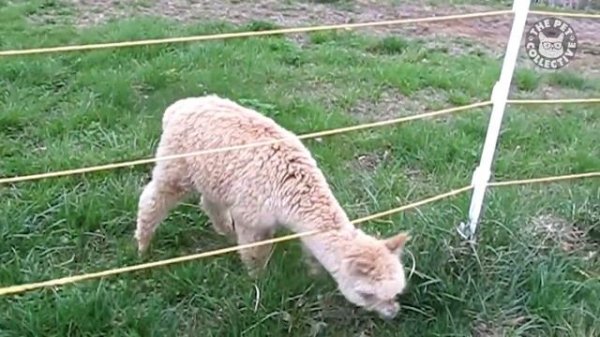 Pet Escape Artists _ Funny Pet Video Compilation _ The Pet Collective
#animals #funnyanimals