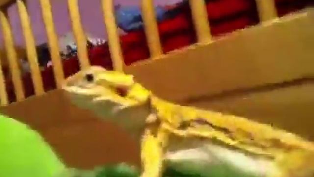 Wiz's adventure blooper #1 смотреть онлайн