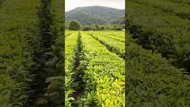 Угадайте где это смотреть онлайн