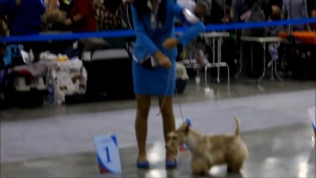 CACIB Россия. 19.10.2013. Скотч терьеры. Сравнение на ЛК смотреть онлайн