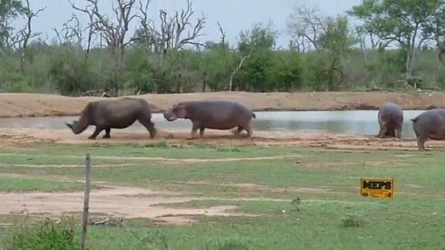 С детства было интересно кто сильнее носорог или бегемот смотреть онлайн