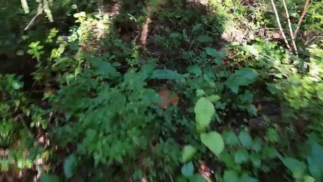 Белые грибы пошли в Ленинградской обл.!!! #5 Волховский р-н, 10 августа 2021г смотреть онлайн