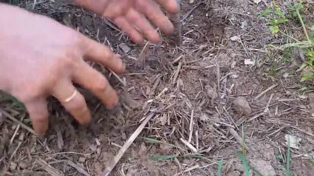Размышления на тему садоводства. Gardening Reflections смотреть онлайн