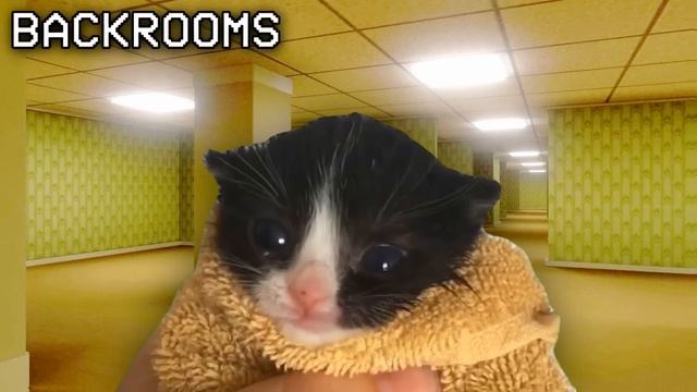 Kitten Meows, But In Famous Places