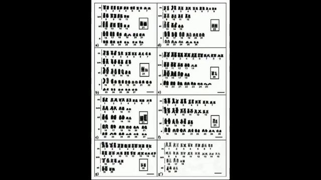 Анциструс Кларо смотреть онлайн