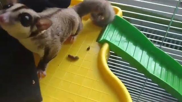 САХАРНЫЙ ПОССУМ /ЖАСМИН РЕШИЛА ПОЗНАКОМИТСЯ. смотреть онлайн