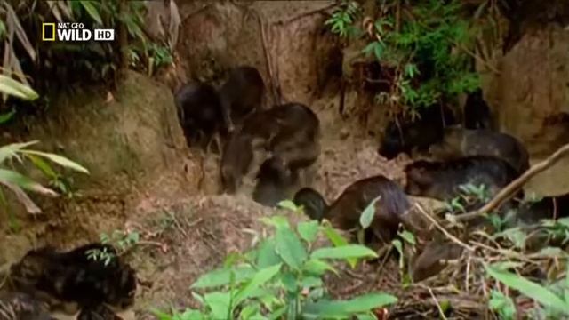 Изцеляющая грязь Глина. лечебная грязь.Почти как у людей. Nat-Geo смотреть онлайн