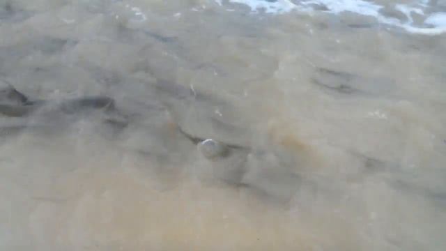 Пиленгас выходит в море смотреть онлайн
