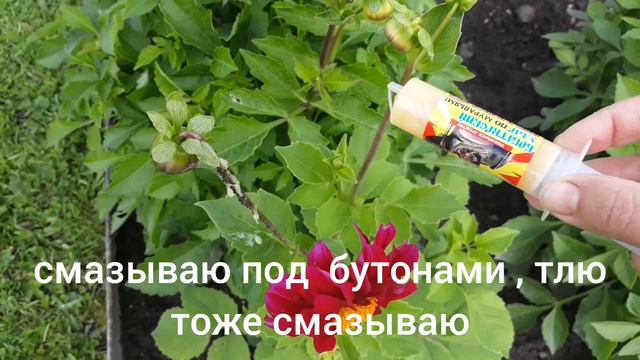 Проверено, тля больше ни шаг не подойдёт к моим цветам 👍 смотреть онлайн