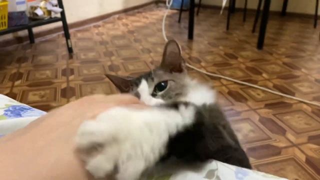 Мой кот Вафля смотреть онлайн