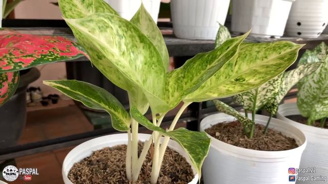 KOLEKTOR JUAL AGLAONEMA LANGKA HARGANYA GAK DI SANGKA | LABAN NURSERY | EP 17 смотреть онлайн
