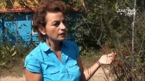 Болезни  вишни.  Коккомикоз. Сайт "Садовый мир".