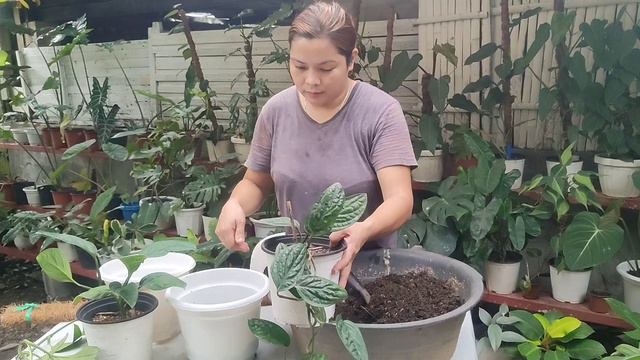 ANONG KAIBAHAN NG MONSTERA PERU AT MONSTERA PINNATIPARTITA... смотреть онлайн