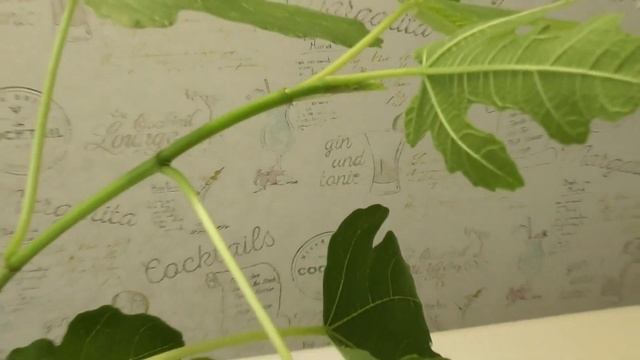 Как вырастить Инжир в домашних условиях.Часть1 смотреть онлайн