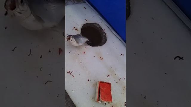 ГУСТЕР смотреть онлайн