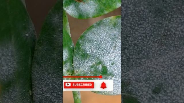 Горчичный порошок и сода на огороде, как применять для растений?