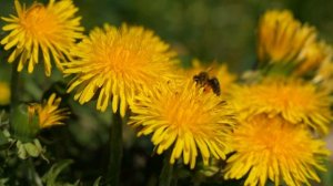 Как живут пчелы? Все о пчелах