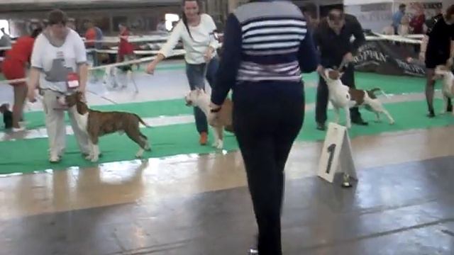 АМЕРИКАНСКИЙ СТАФФОРДШИРСКИЙ ТЕРЬЕР - Чуприс Т.С.30.4.16 смотреть онлайн