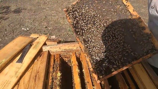 Смотрим отводки, их состояние, злобливость, цвет матки. смотреть онлайн