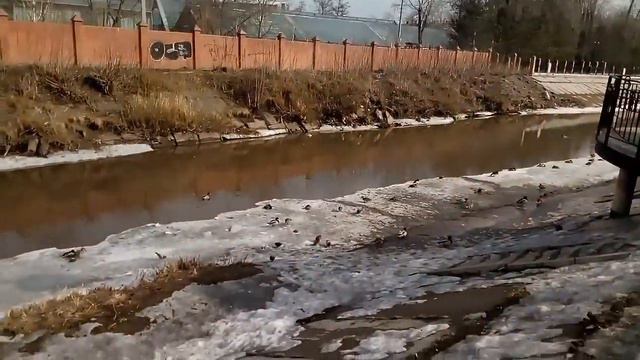 утиные стада, огромные налеты уток, подманивание уток на хлеб ))) смотреть онлайн