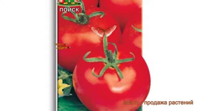 Томат обыкновенный Огни Москвы (ogni moskvy) ? обзор: как сажать, семена томата Огни Москвы смотреть онлайн