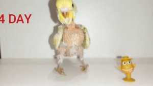 Как растёт попугай. 45 дней роста птенца попугая.How a parrot grows.45 days of parrot chick growth.