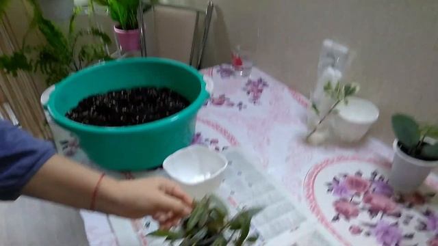 #Мои_комнатные_растения_2021 // Пересадка комнатных растений смотреть онлайн