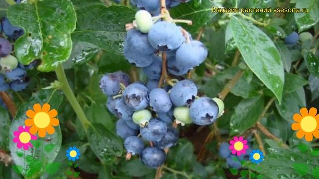 Голубика высокорослая Джерси. Краткий обзор, описание характеристик vaccinium corymbosum Dzhersi смотреть онлайн