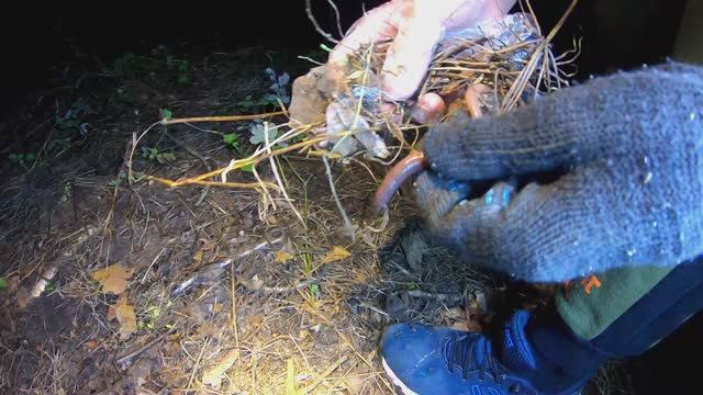 Фишка 6. Как и где поймать червя-выползка для рыбалки