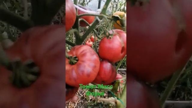 томат Мисс Форье! Отличный томат, всем советую! смотреть онлайн