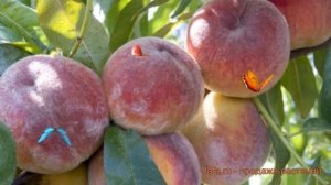 Персик обыкновенный Память Симиренко ? обзор: как сажать, саженцы персика Память Симиренко