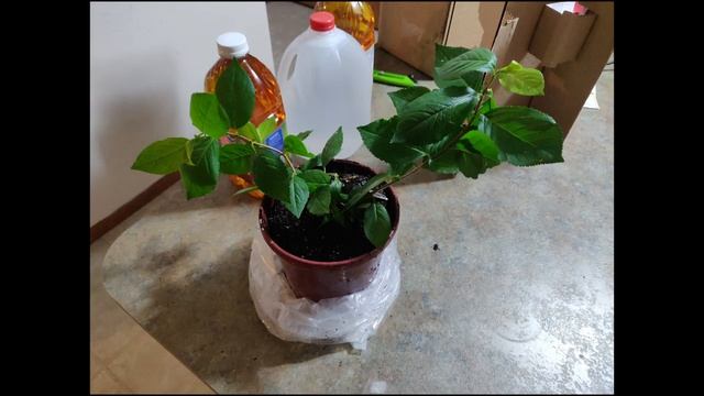 Aronia Melanocarpa: A Secret Soviet Plant смотреть онлайн